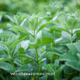 Organic Spearmint essential oil origin France 2