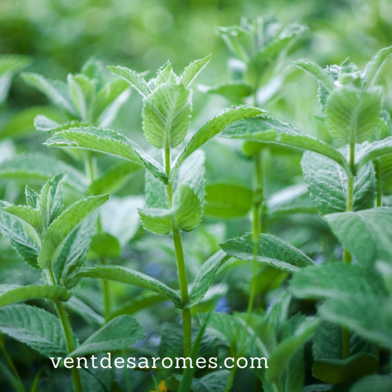 Huile Essentielle de Menthe Verte, Bienfaits de l'Huile Essentielle de  Menthe Verte