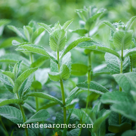 Huile essentielle de Menthe Verte bio
