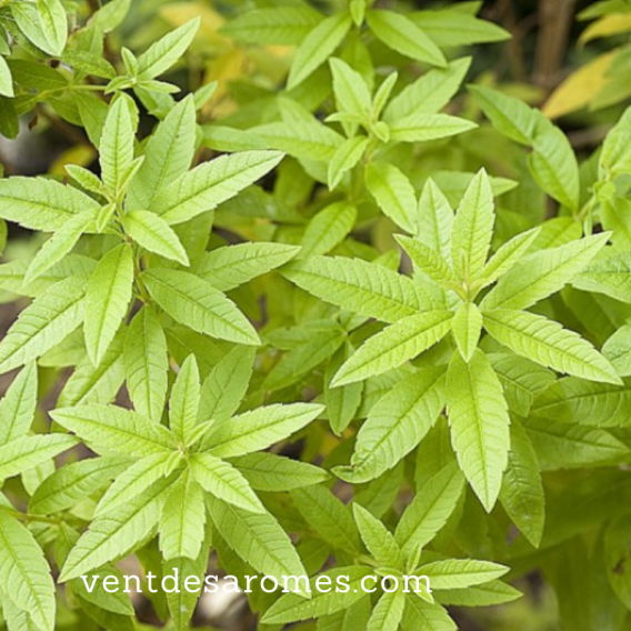 Huile essentielle de Verveine Odorante bio