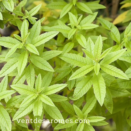 Huile essentielle de Verveine Odorante bio