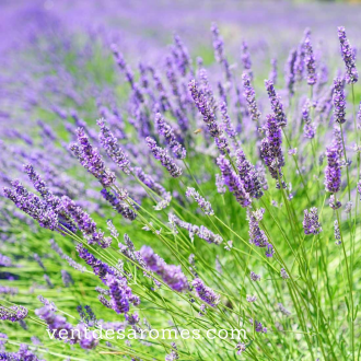 Organic Lavandin Super essential oil origin France 2