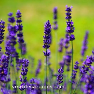 Organic Lavandin abrial essential oil origin France 2
