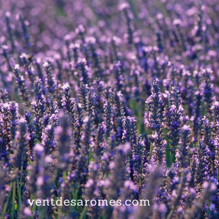 Organic Fine Lavender "Carla" essential oil origin France