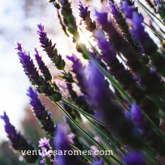 Organic Lavandin Grosso essential oil origin France 2