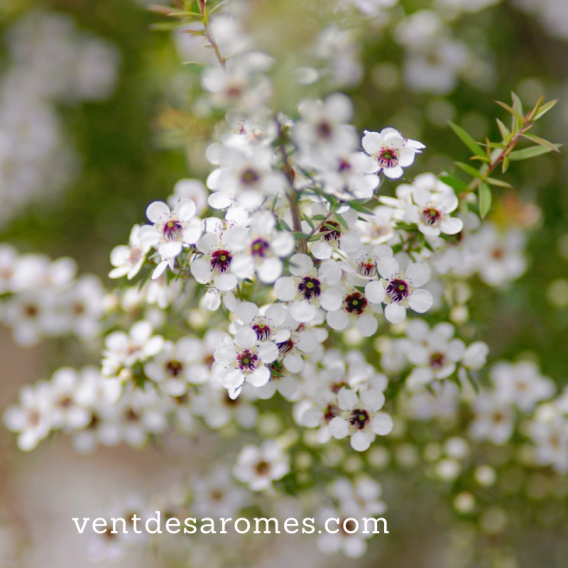 Organic Manuka essential oil origin France