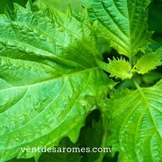 Organic Green Shiso essential oil origin France 2