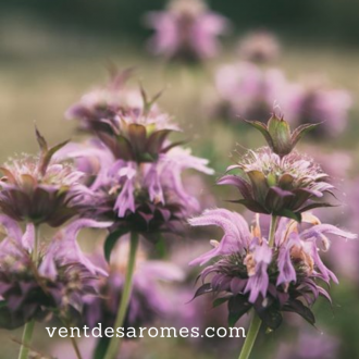 Huile essentielle de Monarde Géraniol bio 2