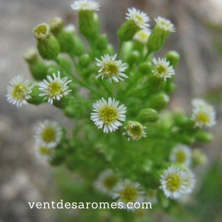 Huile essentielle d'Erigeron bio