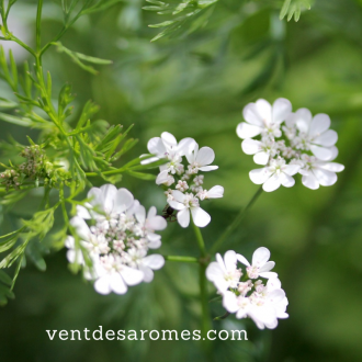 organic coriander leaf essential oil 2