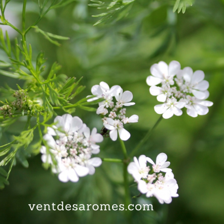 organic coriander leaf essential oil