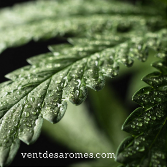 Organic Hemp essential oil origin France 2