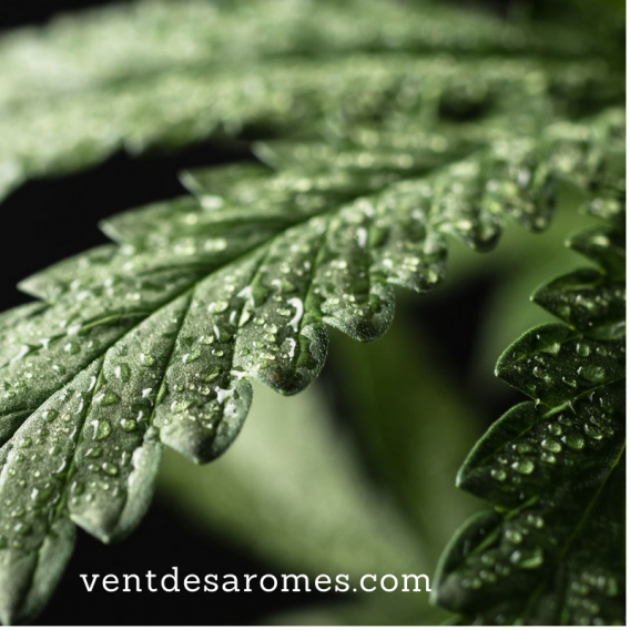 Huile essentielle de Chanvre bio