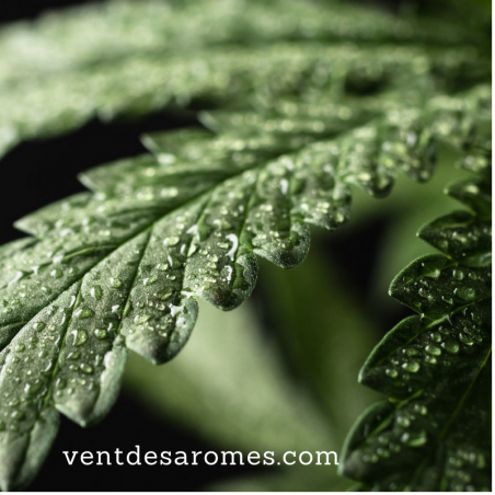 Huile essentielle de Chanvre bio