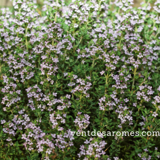 Organic Thyme ct Thymol essential oil origin France 2