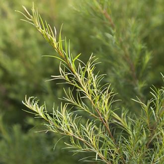 Organic Tea Tree essential oil 2