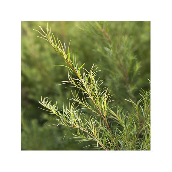 Organic Tea Tree essential oil