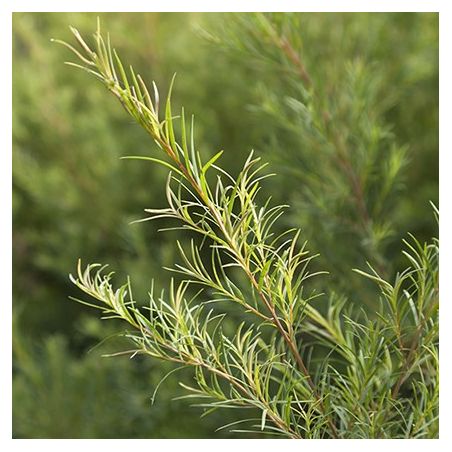 Organic Tea Tree essential oil