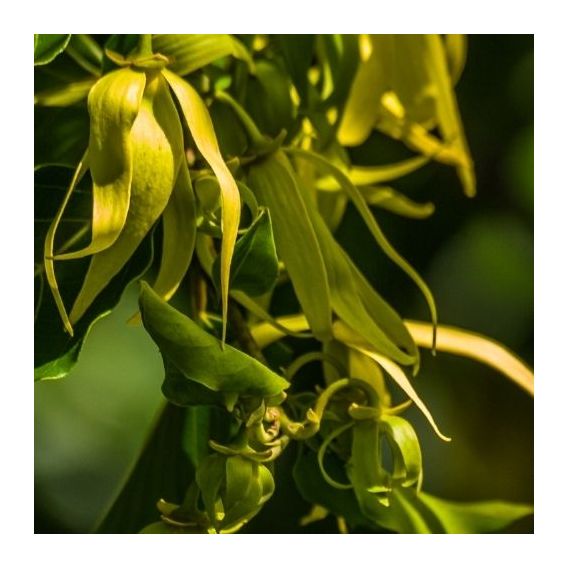 Huile essentielle d'Ylang Extra bio