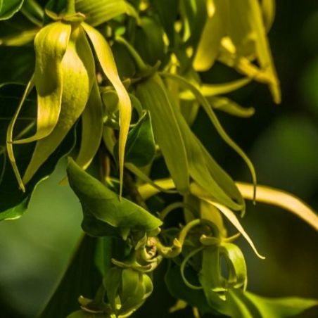 Huile essentielle d'Ylang Extra bio