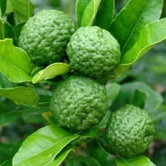 Organic Combawa essential oil 2