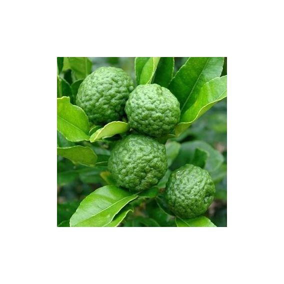 Organic Combawa essential oil