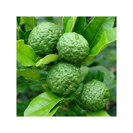 Organic Combawa essential oil