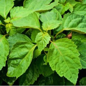 Organic Patchouli essential oil 2