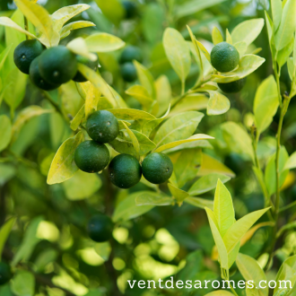 Huile essentielle de Mandarine Verte bio 2