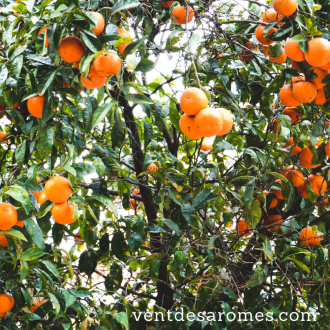 Huile essentielle de Mandarine Rouge bio 2