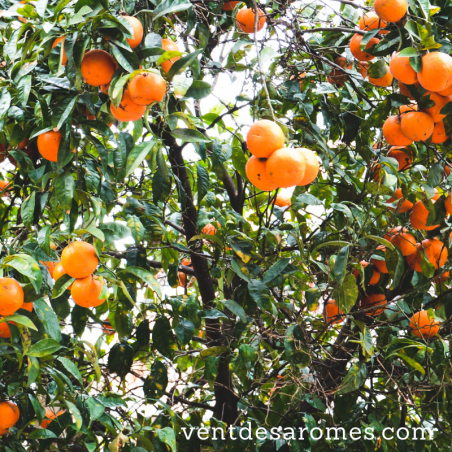 Organic Red Mandarin essential oil