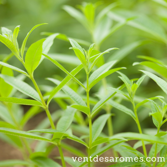 Huile essentielle de Litsée Citronnée bio