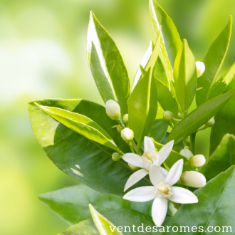 Organic Neroli essential oil 2
