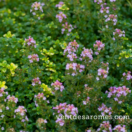 Huile essentielle de Thym Bornéol bio