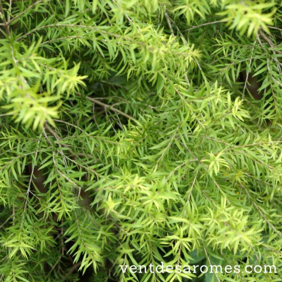 Organic Cajeput essential oil