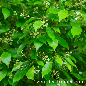 Organic Hô Wood essential oil 2