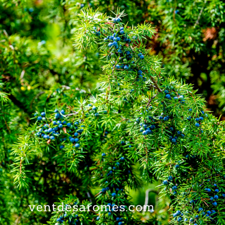 Organic Juniper essential oil origin France