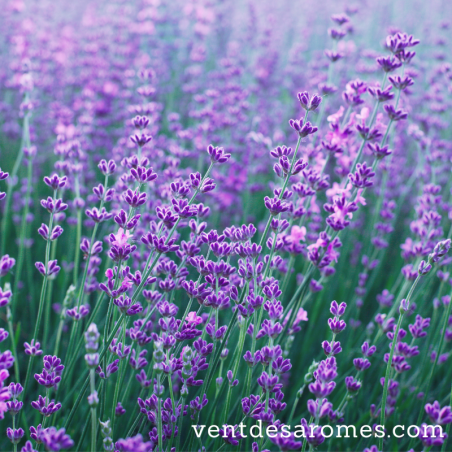 Organic Lavandin Sumian essential oil origin France