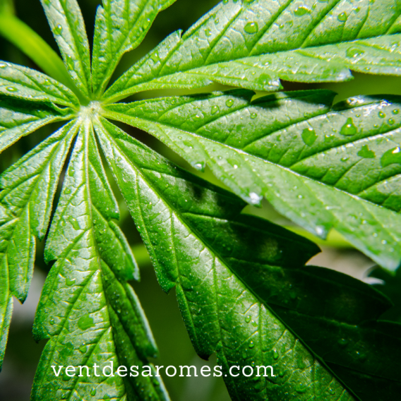 Organic Hemp essential oil origin France