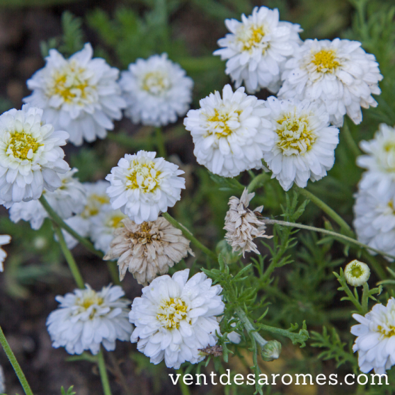 Organic Nobel Chamomile hydrosol origin France