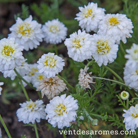 Organic Nobel Chamomile hydrosol origin France