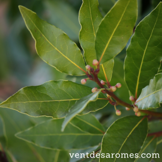 Organic Noble Laurel hydrosol origin France 2