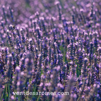 Organic Lavender hydrosol origin France 2