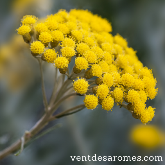 Organic Italian Helichrysum hydrosol origin France