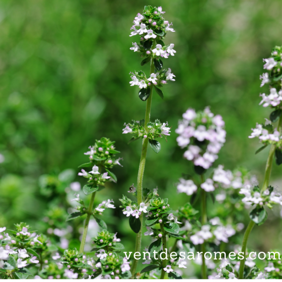 Organic Thyme Thujanol hydrol origin France
