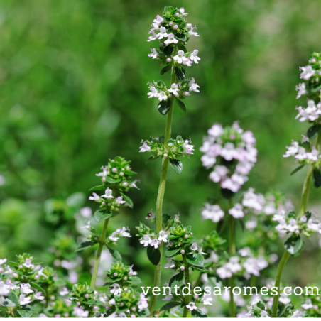 Organic Thyme Thujanol hydrol origin France