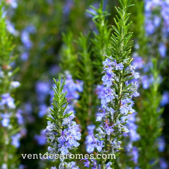 Organic Rosemary Verbenone hydrosol origin France 2