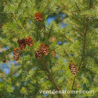 Organic Douglas pine hydrosol origin France 2