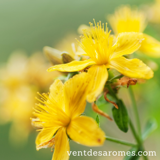 Organic St John's Wort hydrosol origin France 2