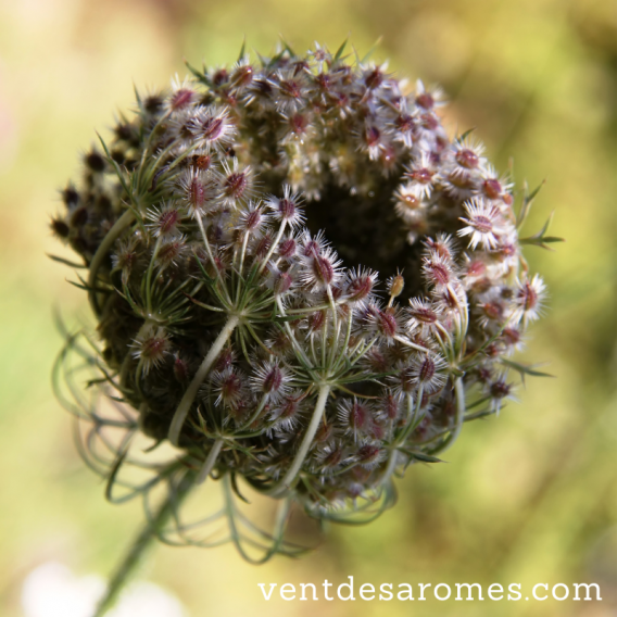 Organic Wild Carrot hydrosol origin France